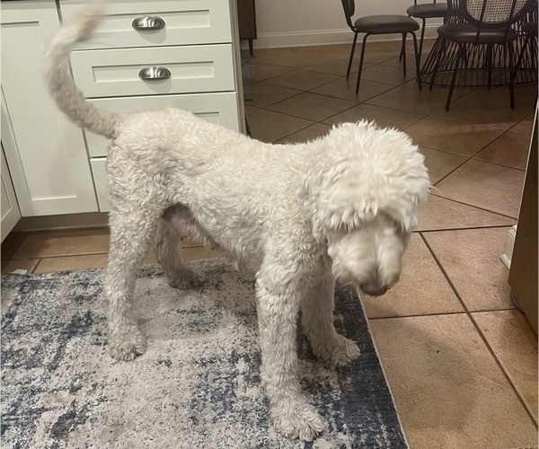 Medium Photo #1 Goldendoodle Puppy For Sale in WEST PALM BEACH, FL, USA
