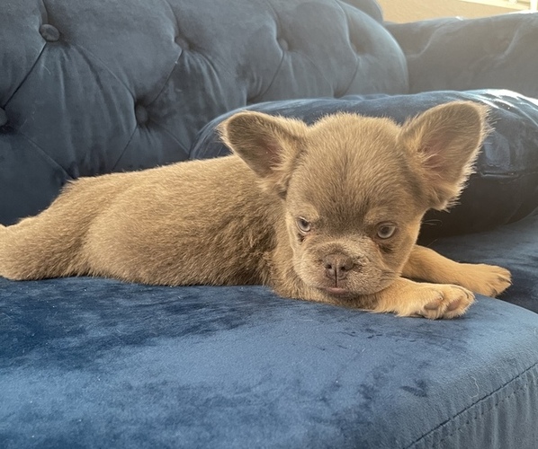 Medium Photo #7 French Bulldog Puppy For Sale in MANCHESTER, NH, USA