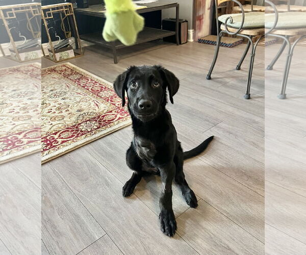 Medium Photo #3 Labrador Retriever-Unknown Mix Puppy For Sale in San Bernardino , CA, USA