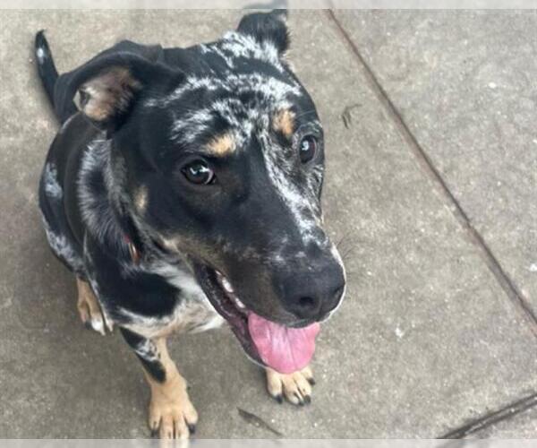 Medium Photo #1 Catahoula Leopard Dog-Unknown Mix Puppy For Sale in Martinez, CA, USA
