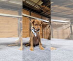 Small #1 American Pit Bull Terrier Mix