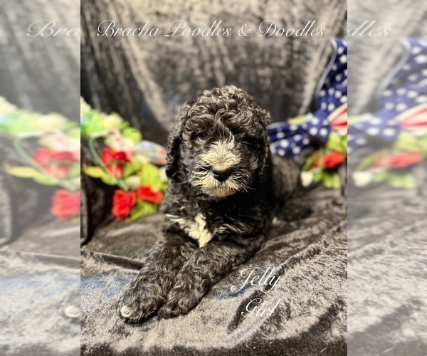 Medium Photo #1 Bernedoodle Puppy For Sale in SAINT CLOUD, MN, USA