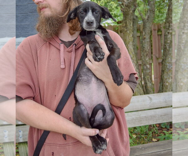 Medium Photo #4 German Shorthaired Pointer-Unknown Mix Puppy For Sale in Huntley, IL, USA