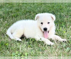 German Shepherd Dog Puppy for sale in CARDINGTON, OH, USA