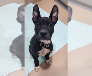 Boston Terrier-Unknown Mix Dogs for adoption in Walnutport, PA, USA