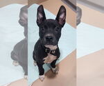 Small Boston Terrier Mix