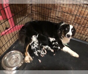 Mother of the Australian Shepherd puppies born on 09/24/2020