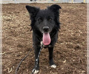 Border Collie Dogs for adoption in Denver, CO, USA