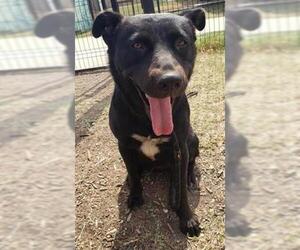 Labrador Retriever-Unknown Mix Dogs for adoption in San Antonio, TX, USA