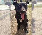 Small Labrador Retriever Mix