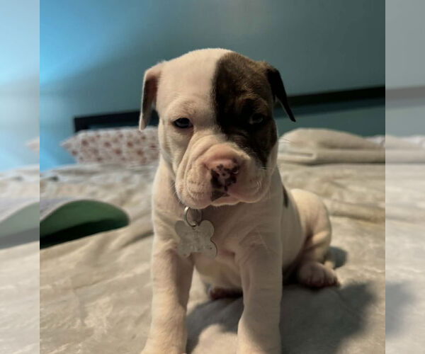 Medium Photo #2 Bull-Boxer Puppy For Sale in Holly Springs, NC, USA