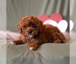 Small #2 Cavapoo (Miniature)
