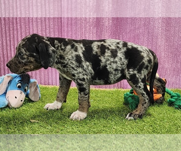 Medium Photo #10 Catahoula Leopard Dog Puppy For Sale in CUMBY, TX, USA