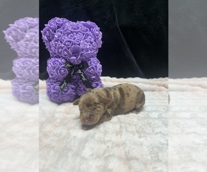 Goldendoodle-Miniature Australian Shepherd Mix Puppy for sale in AUSTIN, TX, USA