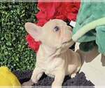 Small #1 French Bulldog