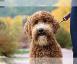 Small Photo #1 Goldendoodle Puppy For Sale in MISSOULA, MT, USA