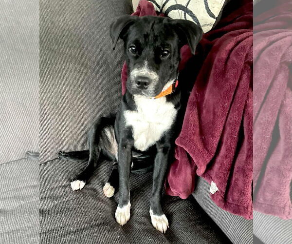 Medium Photo #1 Cocker Spaniel-Unknown Mix Puppy For Sale in New London, WI, USA