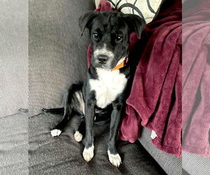 Cocker Spaniel-Unknown Mix Dogs for adoption in New London, WI, USA