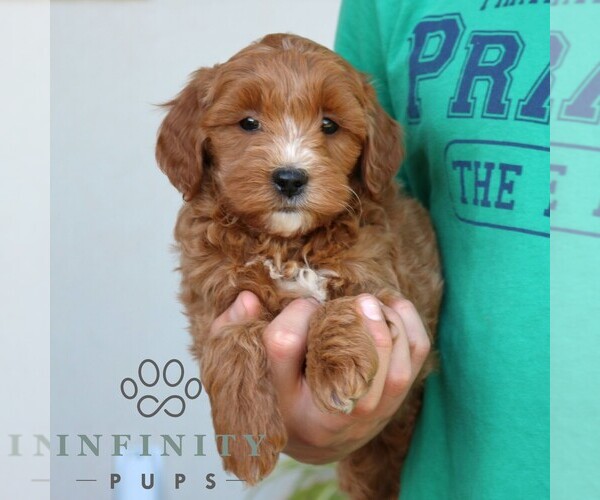 Medium Photo #4 Goldendoodle (Miniature) Puppy For Sale in LEOLA, PA, USA