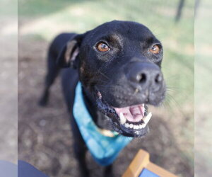Labrador Retriever Dogs for adoption in San Antonio, TX, USA