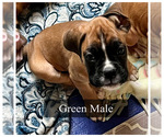Small Photo #18 Boxer Puppy For Sale in CITRUS HEIGHTS, CA, USA