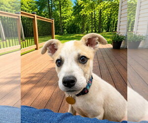 Mutt Dogs for adoption in Rockville, MD, USA