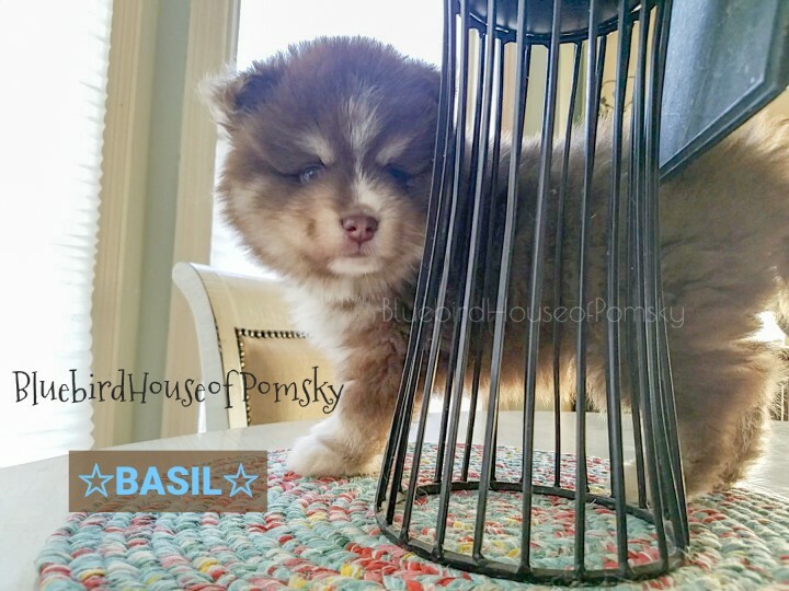 Medium Photo #19 Pomsky Puppy For Sale in ANDOVER, MN, USA