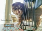 Small Photo #19 Pomsky Puppy For Sale in ANDOVER, MN, USA