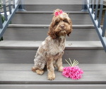 Small #4 Cockapoo