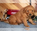 Small #2 Golden Retriever