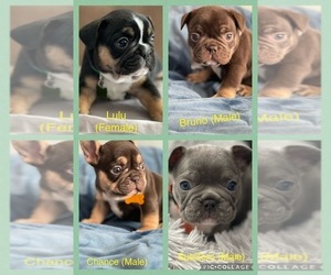 French Bulldog Puppy for sale in STKN, CA, USA