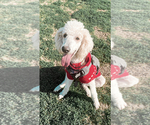 Small Photo #1 Poodle (Standard) Puppy For Sale in EXETER, CA, USA