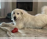 Small #6 Great Pyrenees