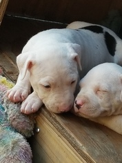 American Pit Bull Terrier Puppy for sale in HOUSTON, TX, USA