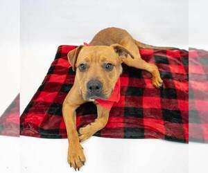 Wilson - Male Bull-Boxer Dog for Adoption - Photo #4