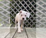 Small Photo #15 Boxer Puppy For Sale in HUMBOLDT, TN, USA