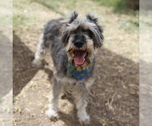 Miniature Schnauzer-Unknown Mix Dogs for adoption in San Antonio, TX, USA