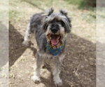 Small Miniature Schnauzer Mix