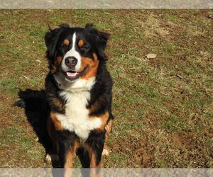 Mother of the Bernese Mountain Dog puppies born on 11/23/2019