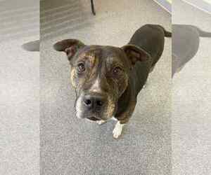 Mutt Dogs for adoption in Low Moor, VA, USA