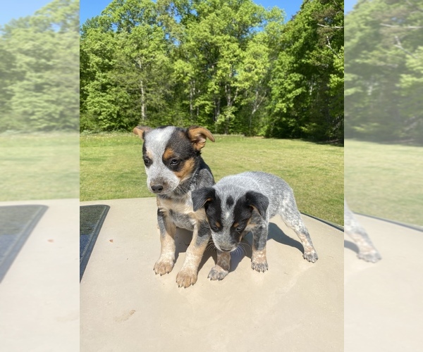 Medium Photo #4 Australian Cattle Dog Puppy For Sale in WINSTON SALEM, NC, USA