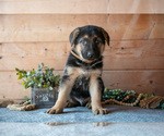 Puppy Snickers German Shepherd Dog