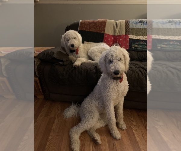 Medium Photo #4 Poodle (Standard) Puppy For Sale in PICKERINGTON, OH, USA