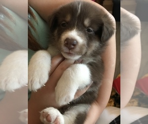 German Shepherd Dog-Siberian Husky Mix Puppy for sale in BATTLE GROUND, WA, USA