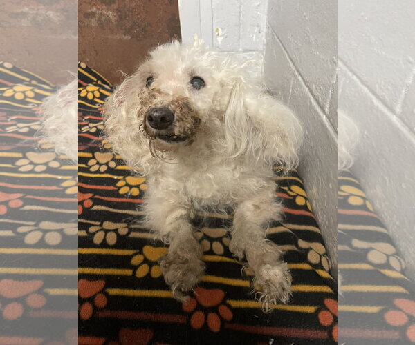 Medium Photo #1 Mal-Shi Puppy For Sale in Kewanee, IL, USA