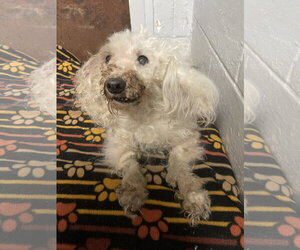 Mal-Shi Dogs for adoption in Kewanee, IL, USA