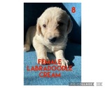 Puppy 2 Labradoodle