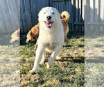 Small Photo #8 Aussie Pyrenees Puppy For Sale in Aurora, IN, USA