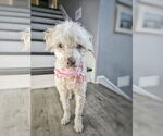 Small #1 Maltipoo