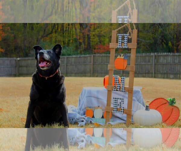 Medium Photo #2 Labrador Retriever-Unknown Mix Puppy For Sale in Bardstown, KY, USA